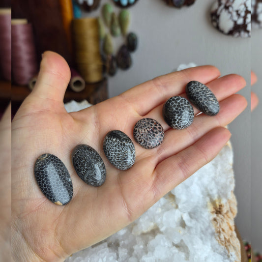 Black Fossil Coral