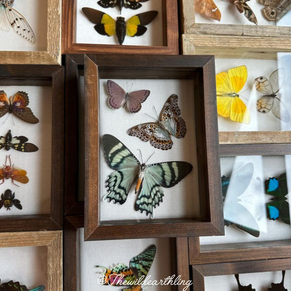Oddities & Specimens
