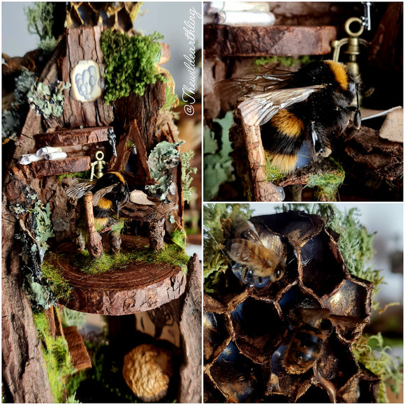 Tiny little Houses Awaiting Adoption