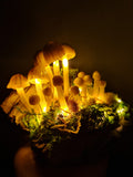 Mycena Subviscosa Lamp