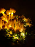 Mycena Subviscosa Lamp