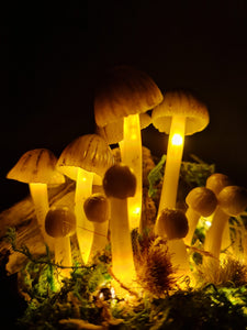 Mycena Subviscosa Lamp