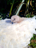 Life Sized Hand Crafted White Swan and Baby Cygnet