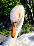 Life Sized Hand Crafted White Swan and Baby Cygnet