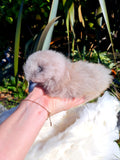 Life Sized Hand Crafted White Swan and Baby Cygnet