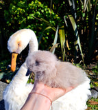 Life Sized Hand Crafted White Swan and Baby Cygnet