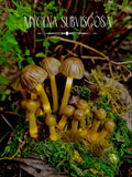 Mycena Subviscosa Lamp