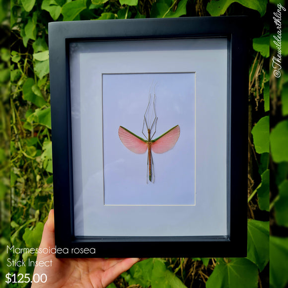 Marmessoidea rosea - Stick Insect