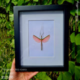 Marmessoidea rosea - Stick Insect