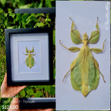 Phylliidae - Leaf Insect