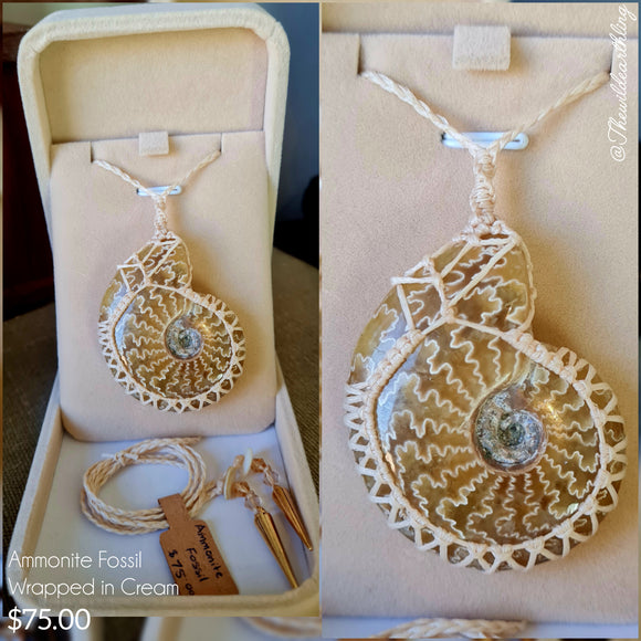 Ammonite Fossil Wrapped in Cream