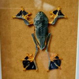 Rhacophorus Reinwardtii - Tree Frog