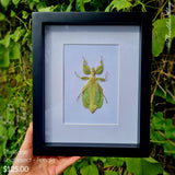 Phylliidae - Leaf Insect