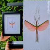 Marmessoidea rosea - Stick Insect