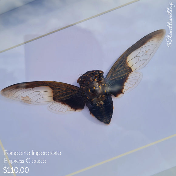 Pomponia Imperatoria - Empress Cicada