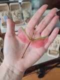 Marmessoidea rosea - Stick Insect