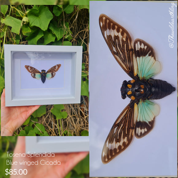 Tosena Splendida - Blue Winged Cicada