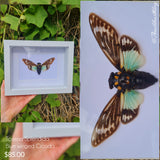 Tosena Splendida - Blue Winged Cicada