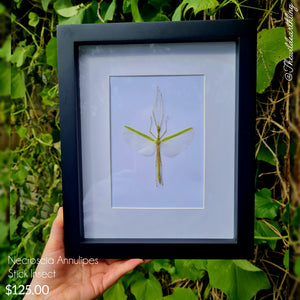 Necroscia Annulipes -Stick Insect