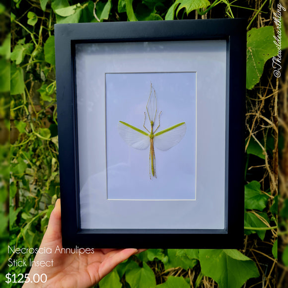 Necroscia Annulipes -Stick Insect