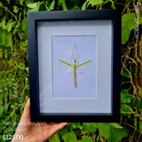 Necroscia Annulipes -Stick Insect