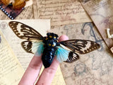 Tosena Splendida - Blue Winged Cicada