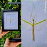 Necroscia Annulipes -Stick Insect