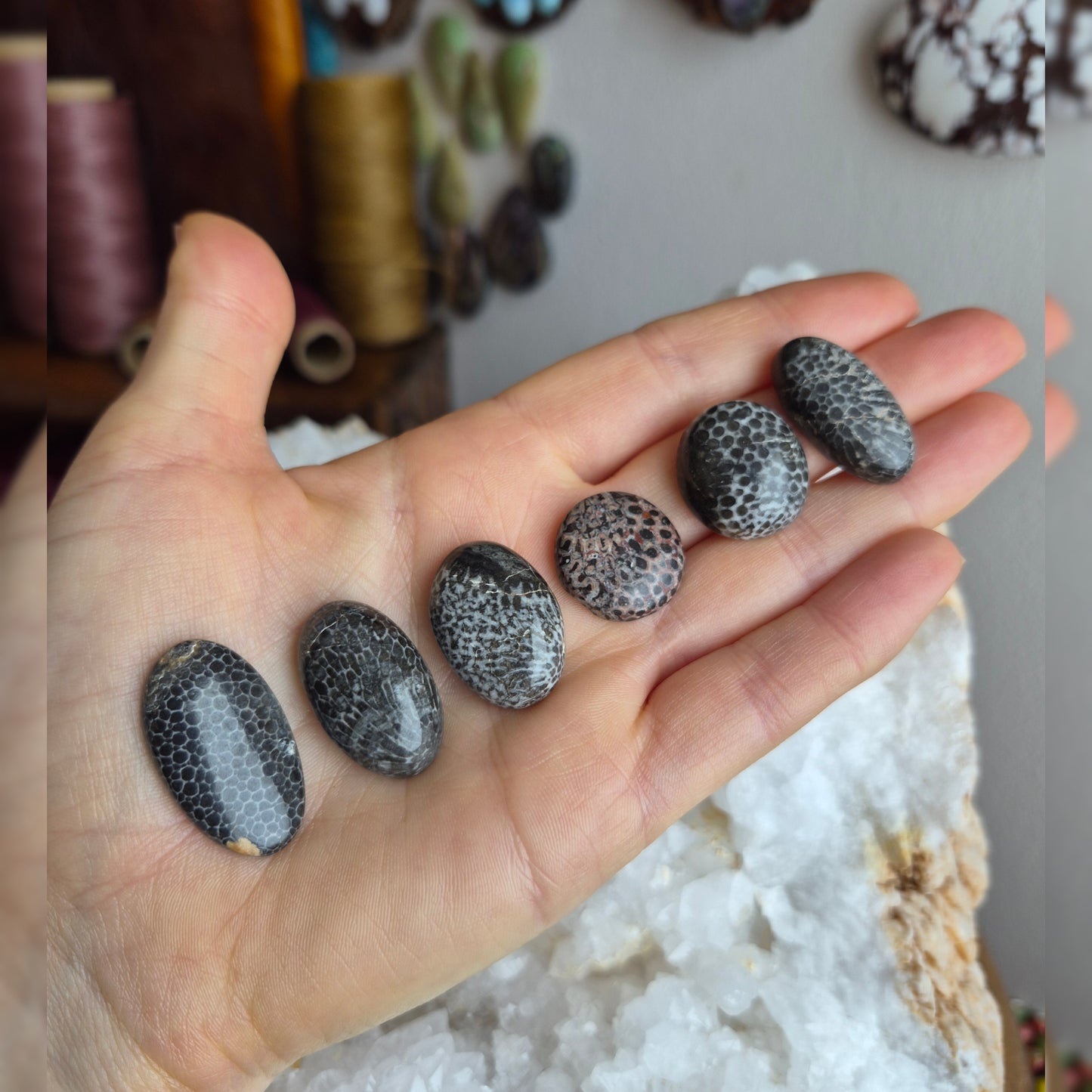 Black Fossil Coral