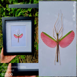 Marmessoidea rosea - Stick Insect