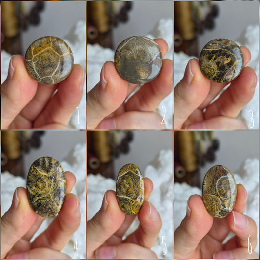 Fossil Coral