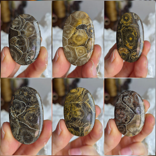 Fossil Coral