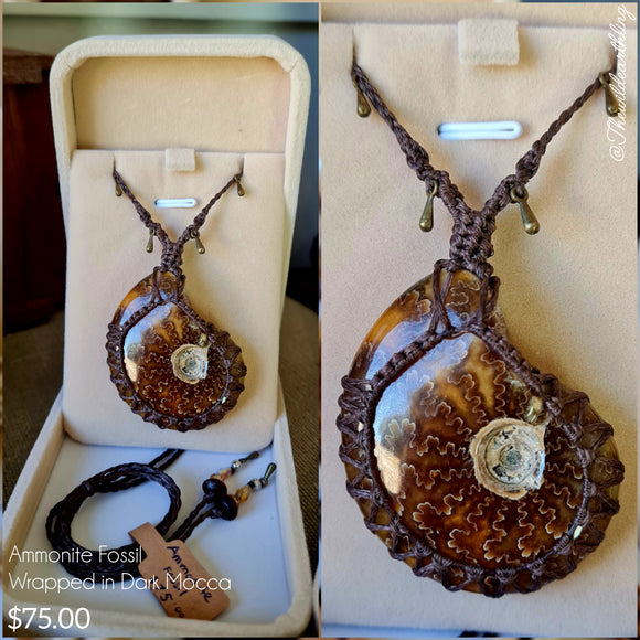 Ammonite Fossil Wrapped in Dark Mocca