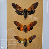 Ambragaena Ambra
& 2x
Gaeana Festiva