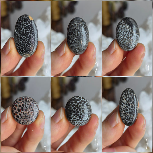 Black Fossil Coral