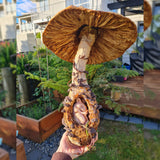 Sleeping Rodent in his Fungi Hollow