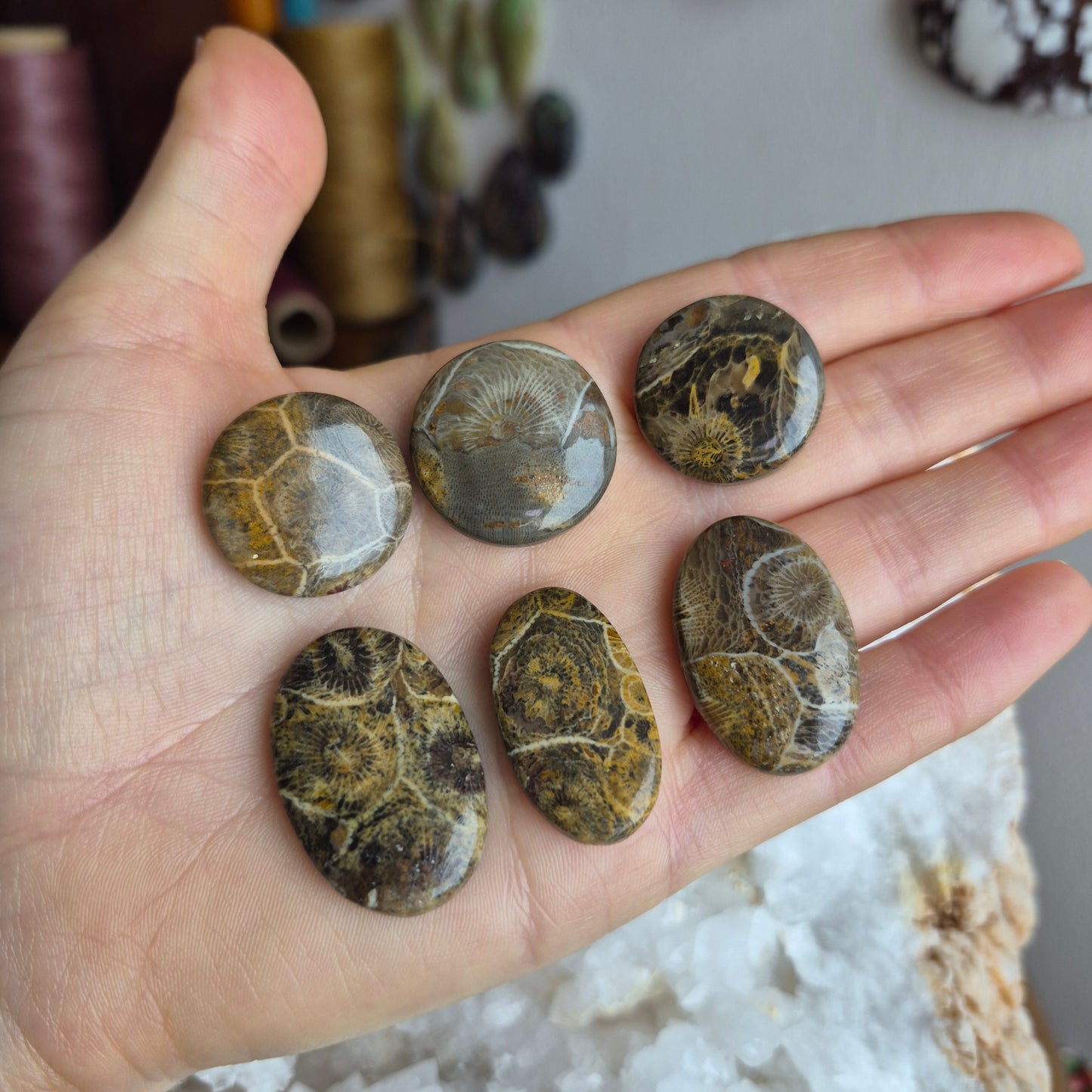 Fossil Coral