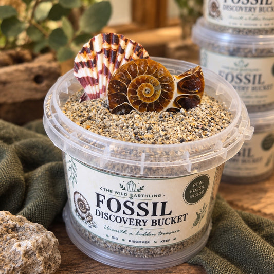 Fossil Discovery Bucket