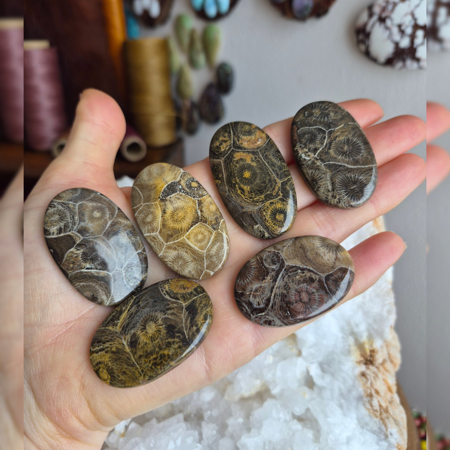 Fossil Coral